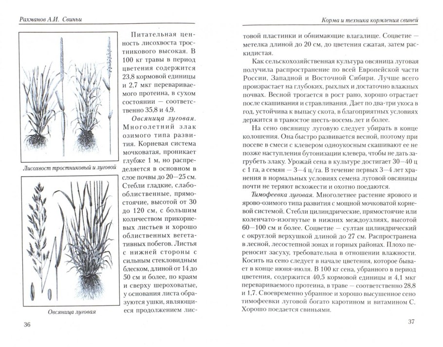 Тысячелистник серебристый (Achillea Argentia)