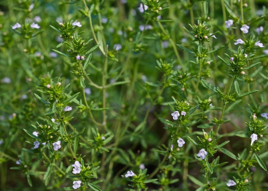 Чабер огородный ароматный