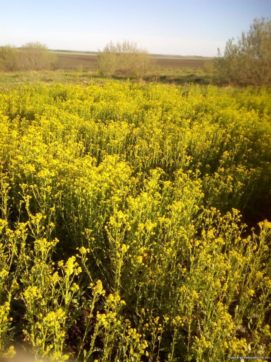 Селитрянка Сибирская