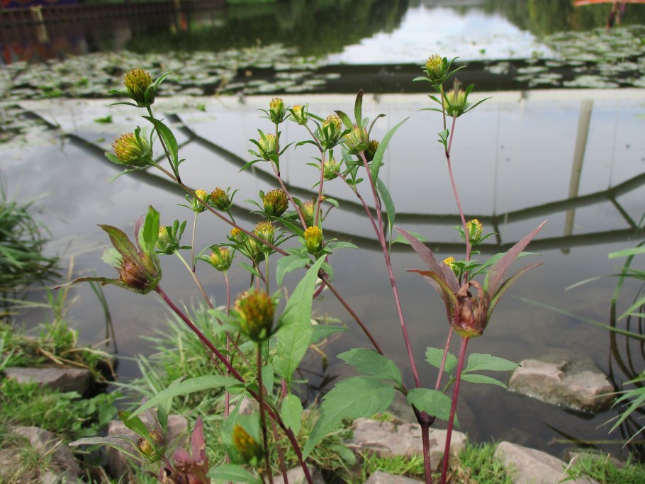 Bidens frondosa