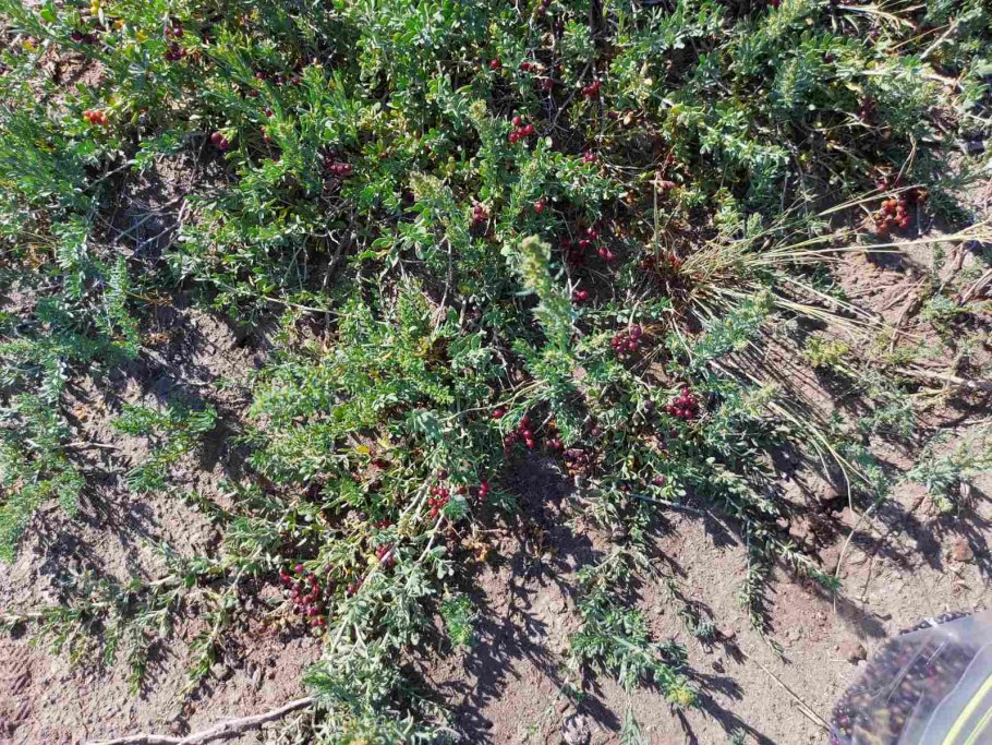 Джузгун тамарикс