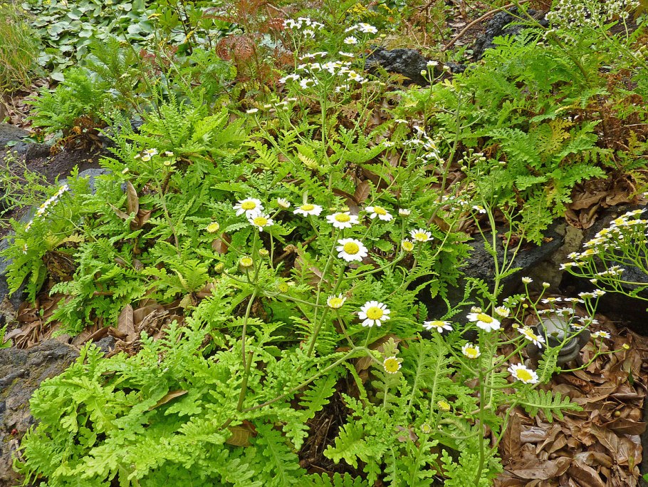Matricaria chamomilla