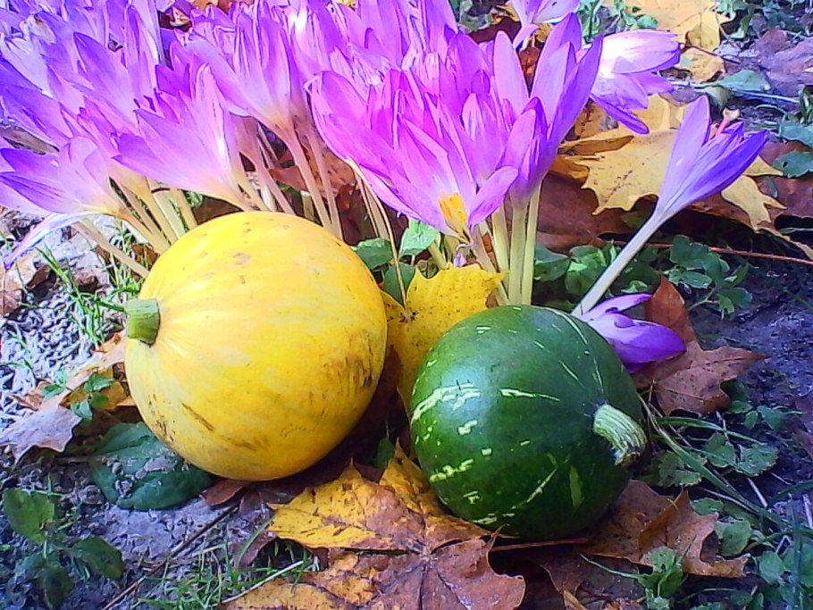 Безвременник осенний