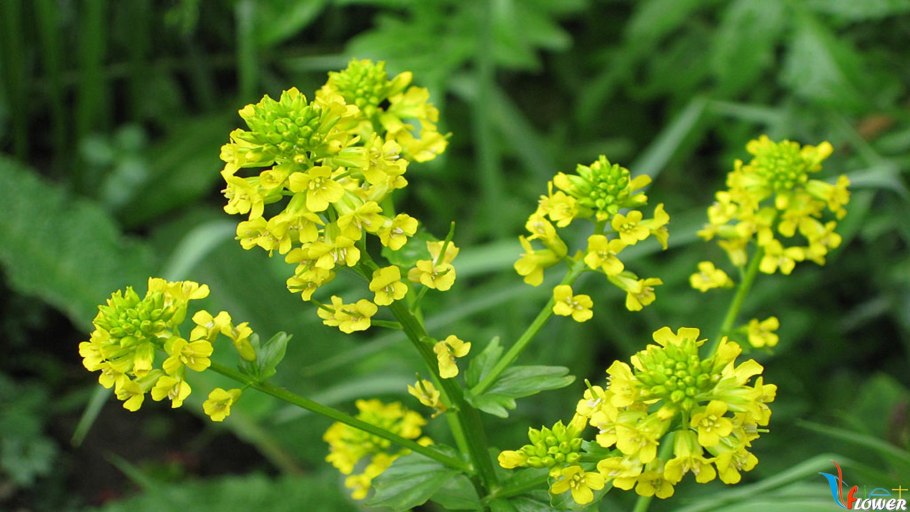 Щавель (Rumex)