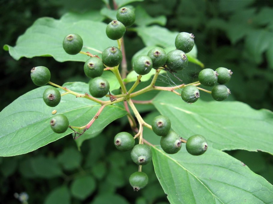 Аюрведическая фармацевтика