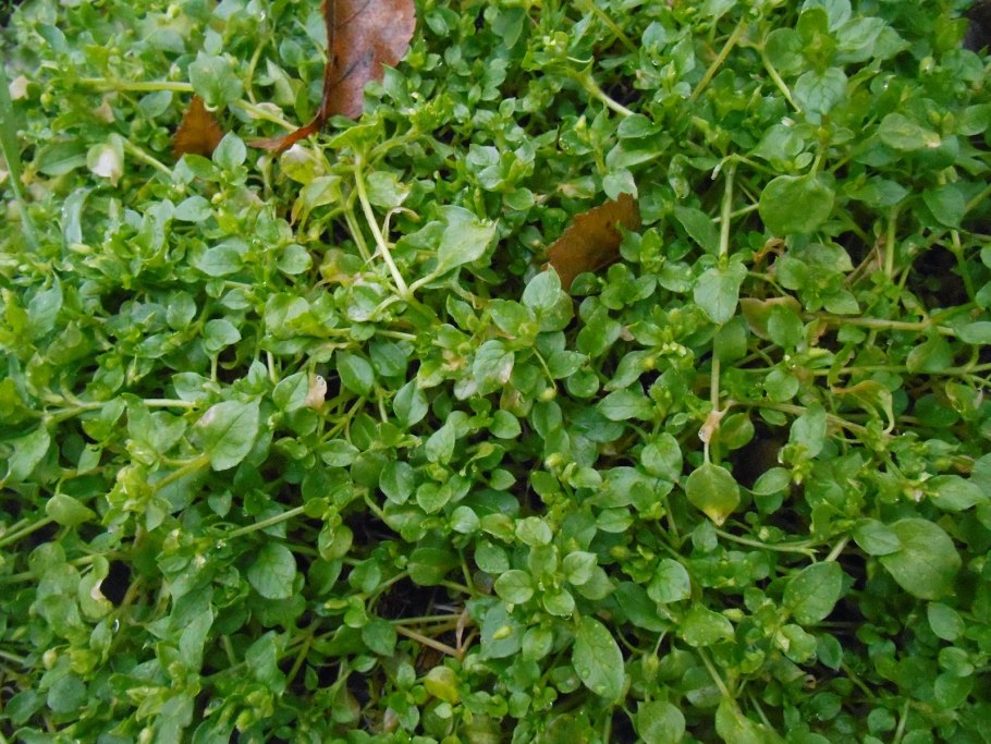 Трава борщевик съедобный