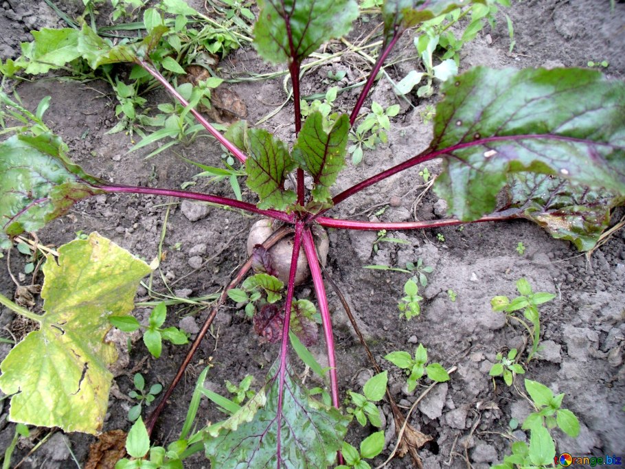 Огородный сорняк съедобный