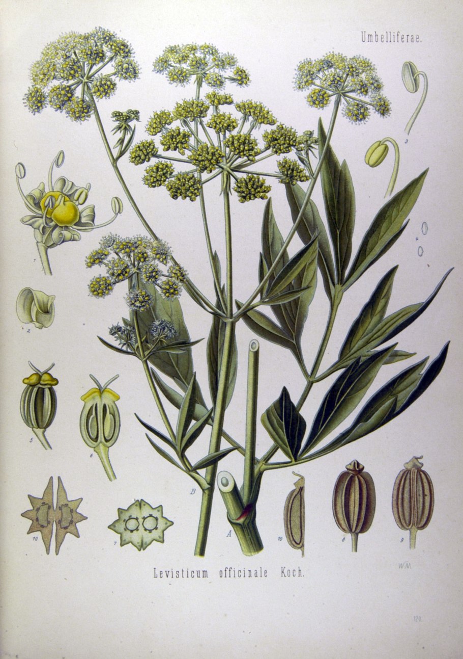 Levisticum officinale