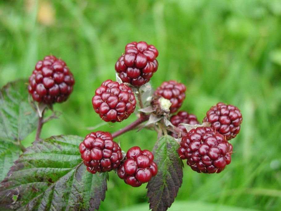 Морошка Rubus chamaemorus