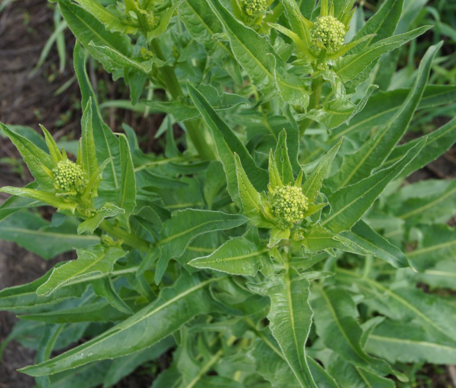 Сурепка свербига восточная