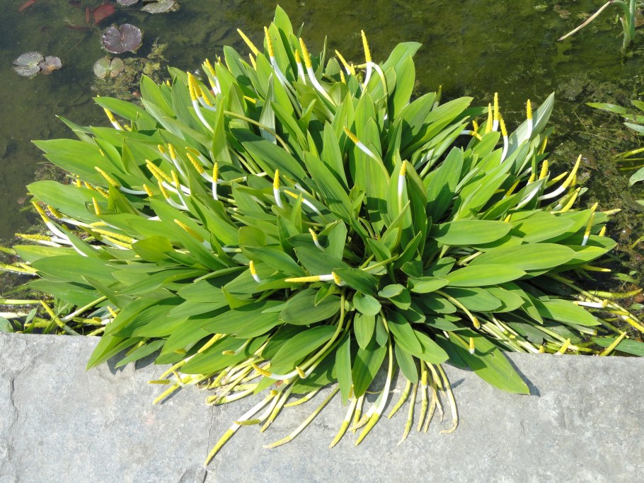 Оронтиум (Orontium)