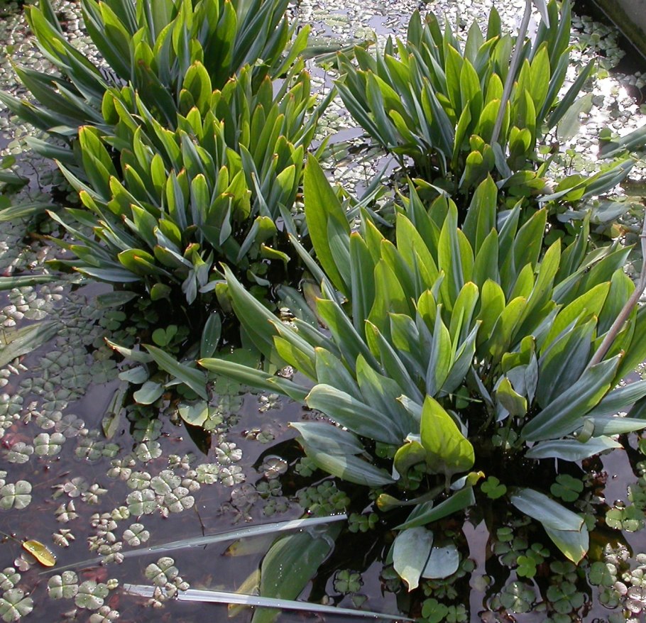 Оронтиум Водный зимостойкость