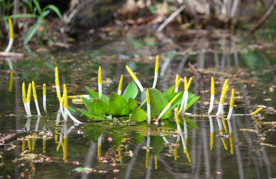 Оронтиум Водный