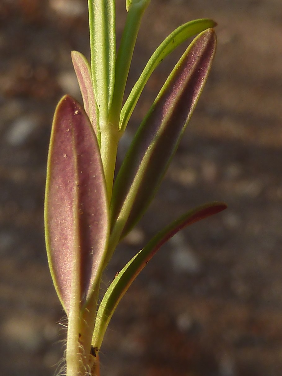 Pond Plants