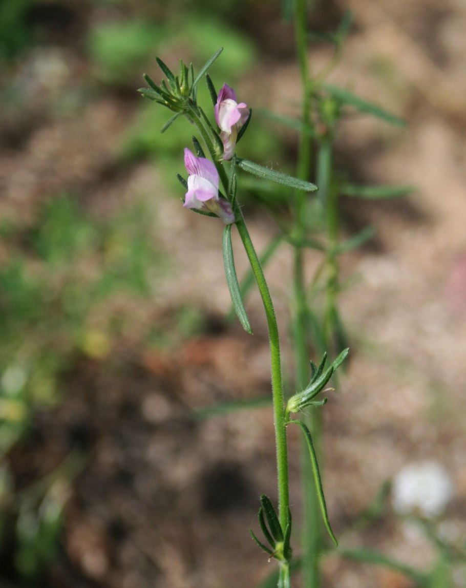Апоногетон Капурони