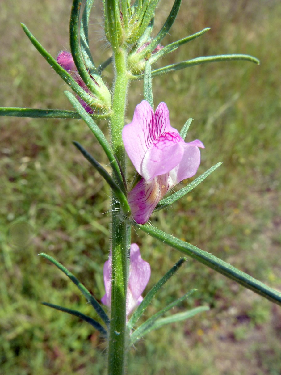 Апоногетон двуколосый