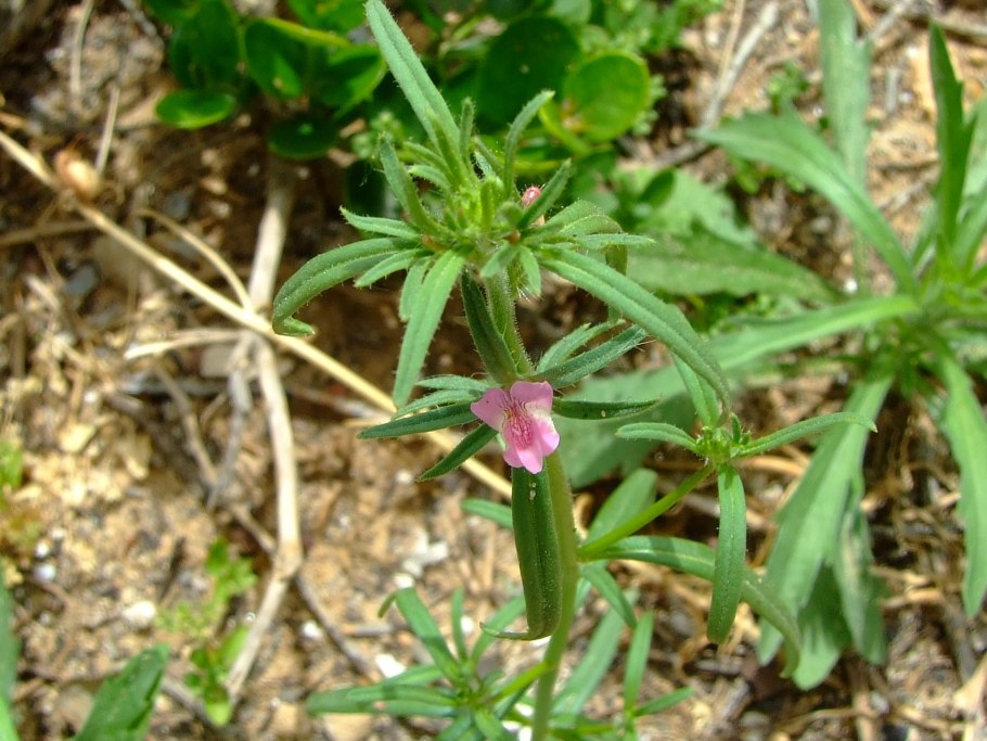 Пельтандра виргинская