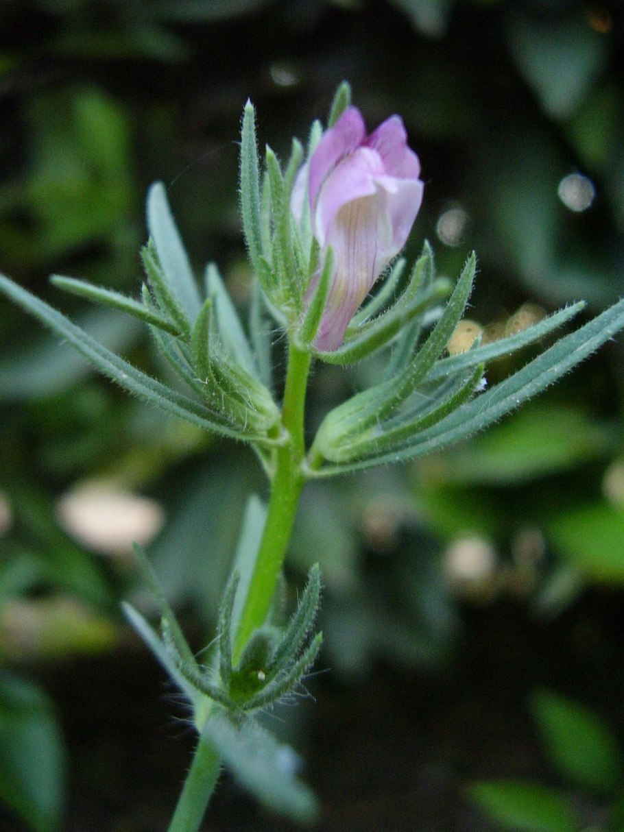 Стальник пашенный