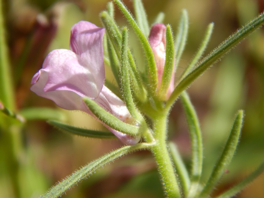 Vicia angustifolia