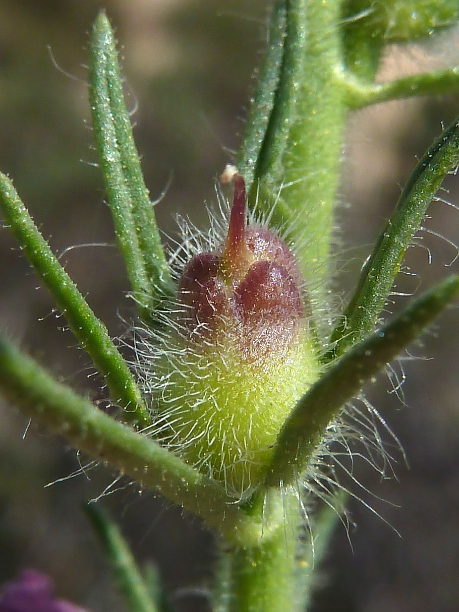 Эйхорния Водный гиацинт