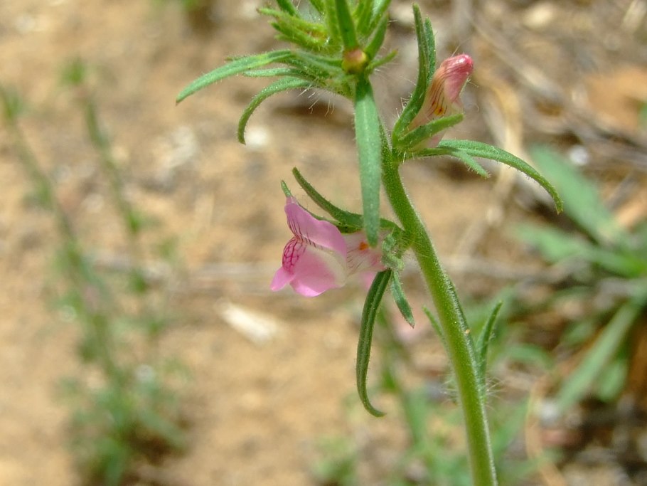Galeopsis ladanum