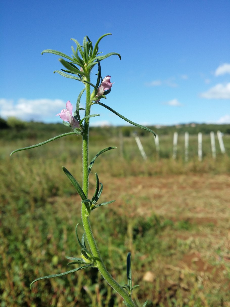 Гидроклейс кувшинковидный —  hydrocleys nymphoides