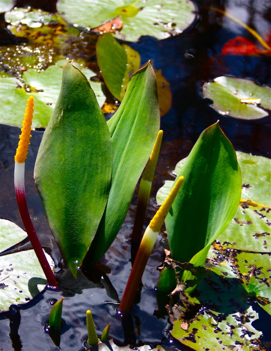 Оронциум Orontium Aquaticum