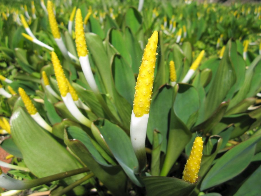 Оронтиум (Orontium)