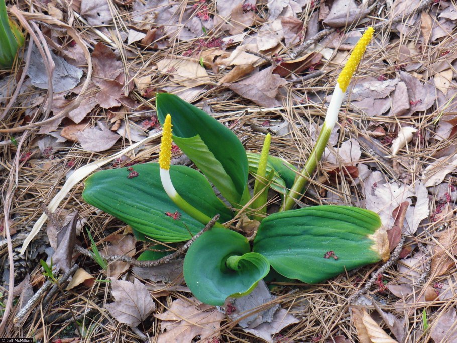 Оронтиум или Золотая дубинка