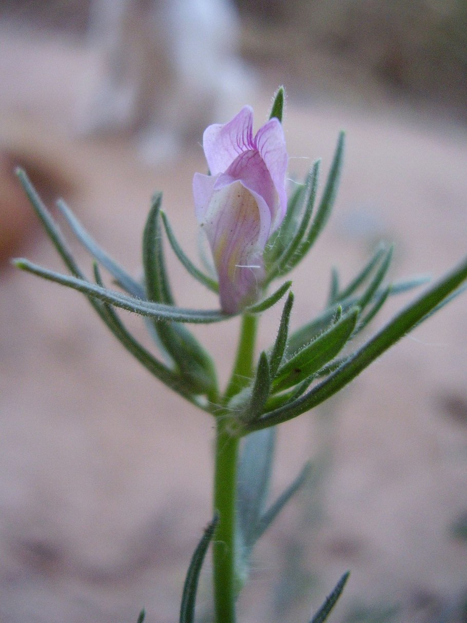 Желтые болотные цветы калужница