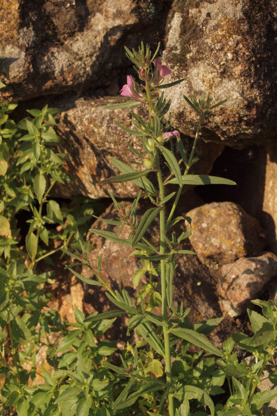 Кипрей горный epilobium montanum