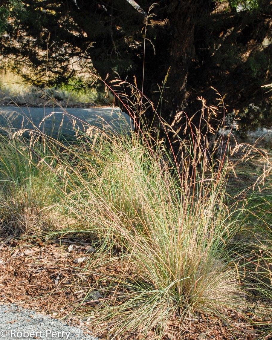 Молиния голубая Эдит Дадзус