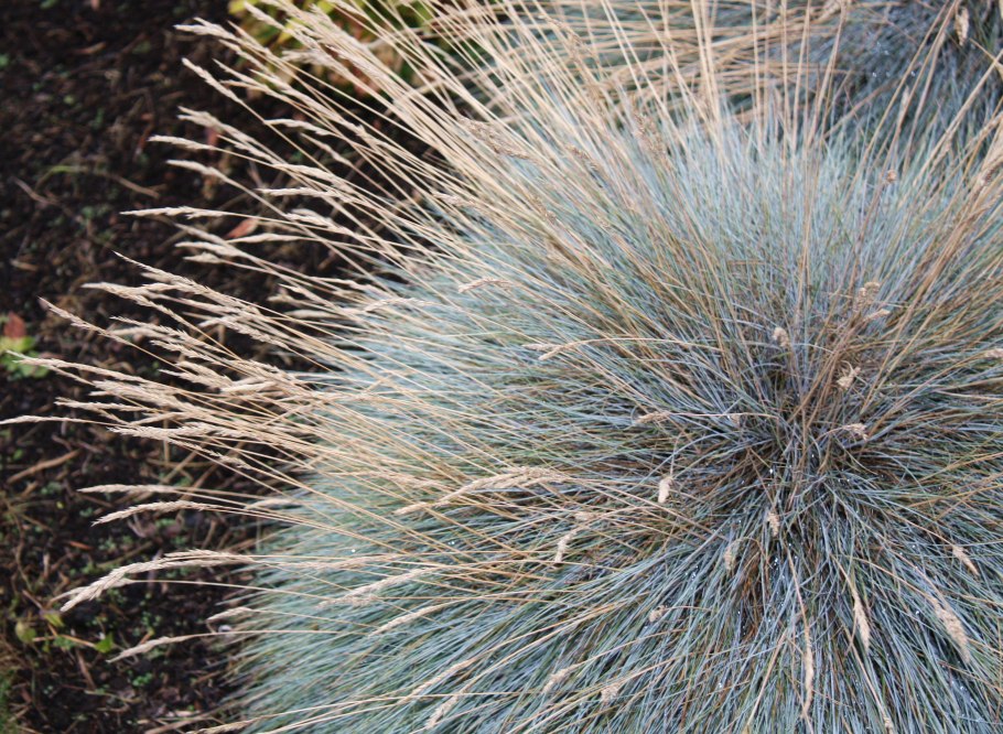 Овсяница сизая (festuca glauca)