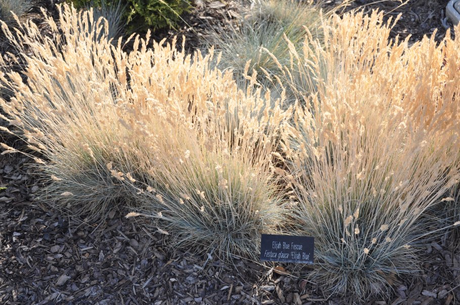 Овсяница сизая azurit