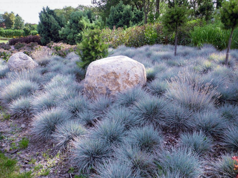 Овсяница сизая лазурит