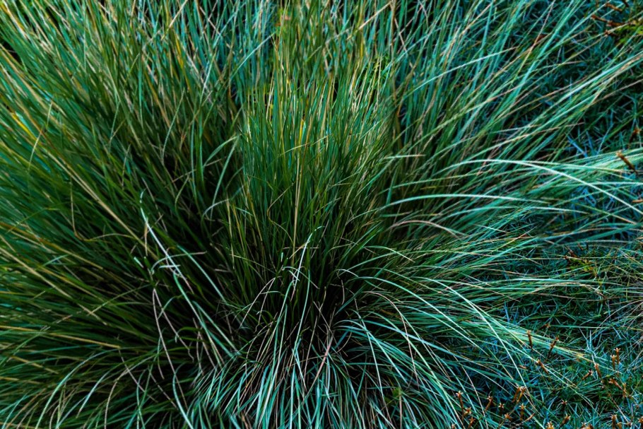Овсяница красная (festuca rubra)