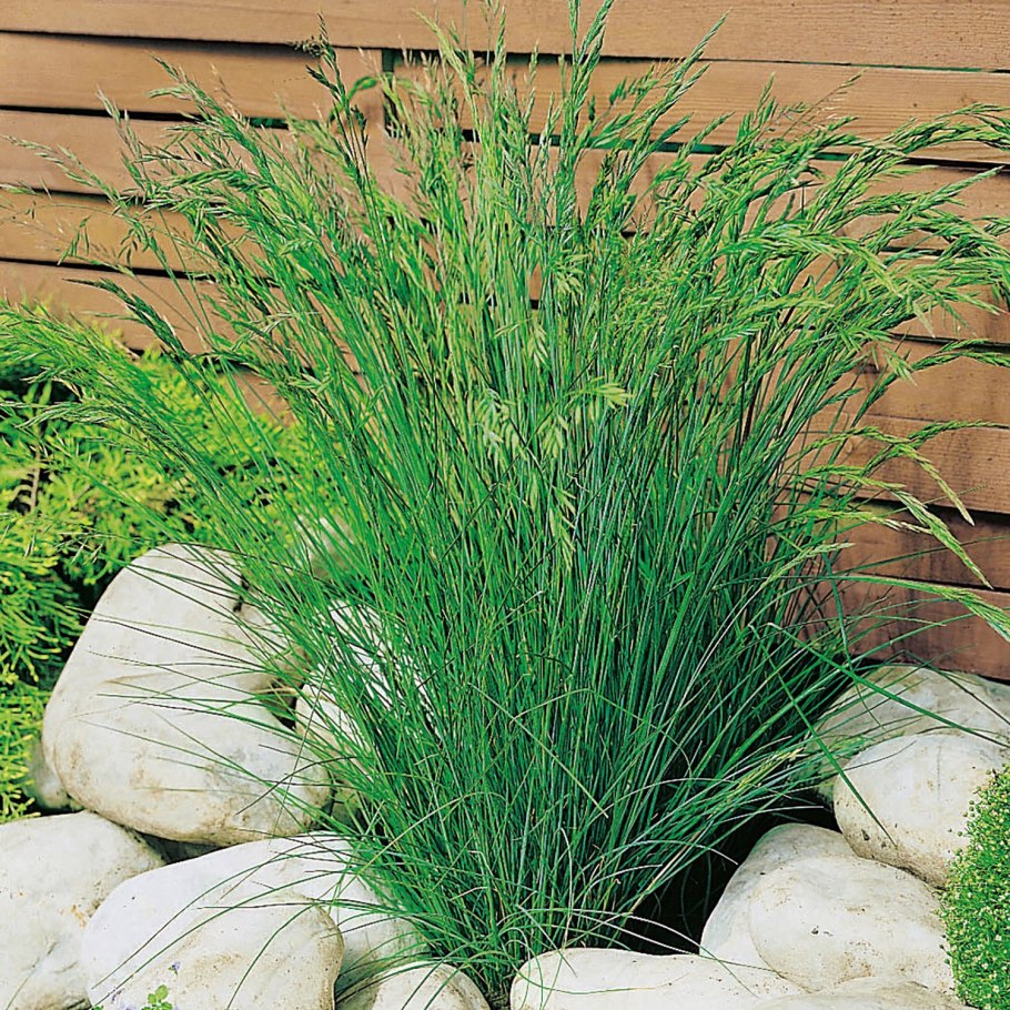 Ситник (juncus)