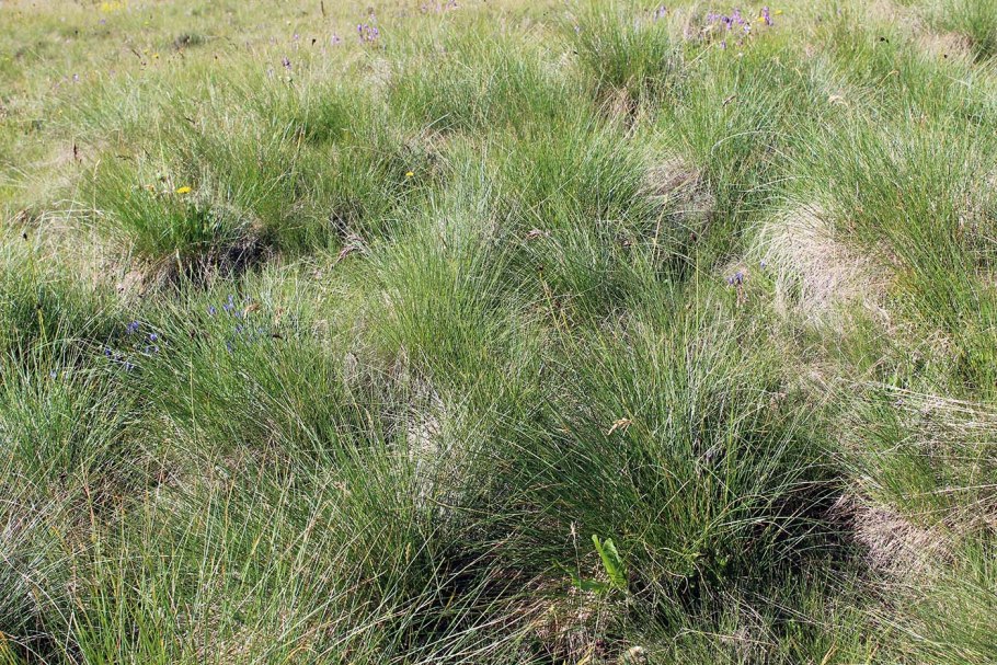 Овсяница овечья festuca ovina