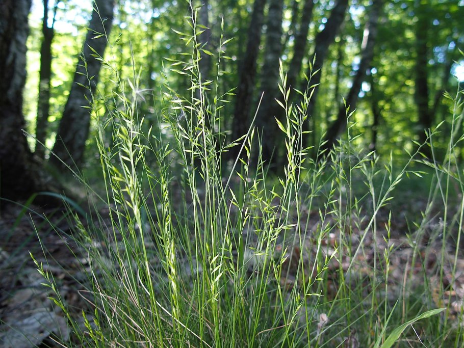 Овсяница овечья (Festuca ovina)