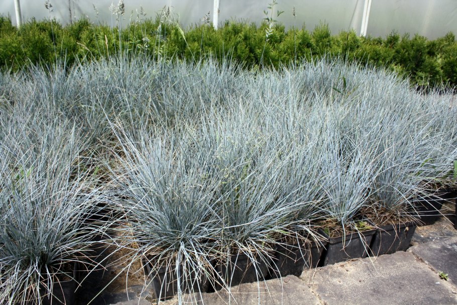 Овсяница сизая (festuca glauca 'varna')
