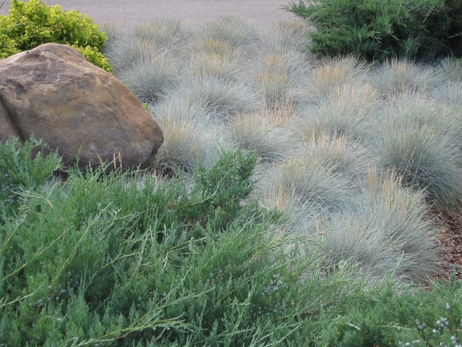 Овсяница сизая в ландшафтном дизайне
