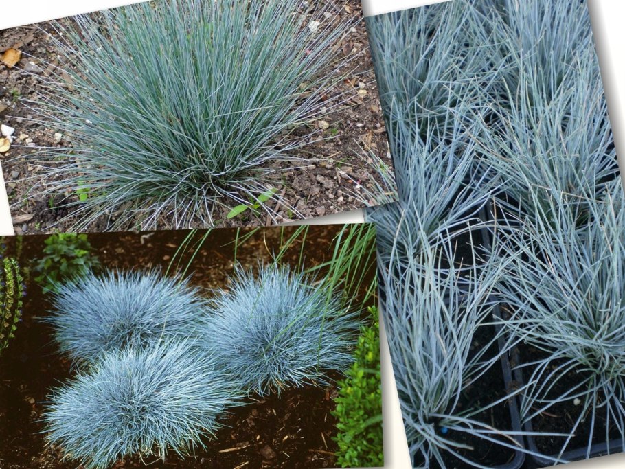 Овсяница сизая элайджа блю