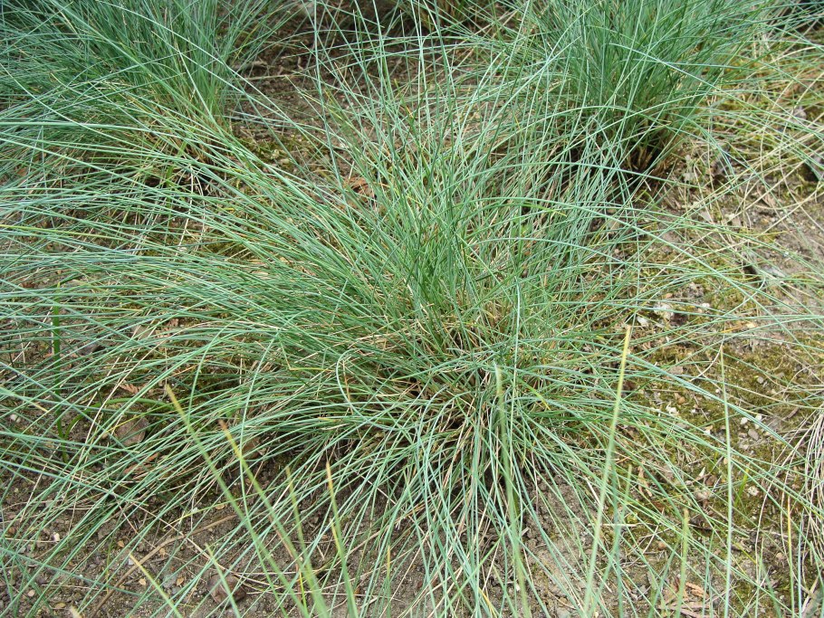 Плантариум Festuca ovina