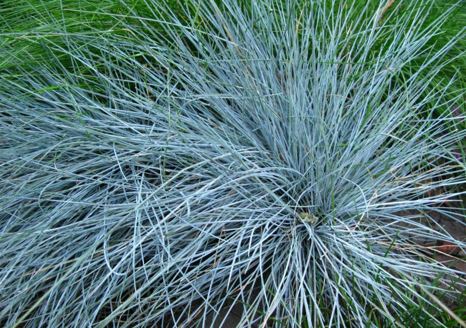 Овсяница сизая голубая