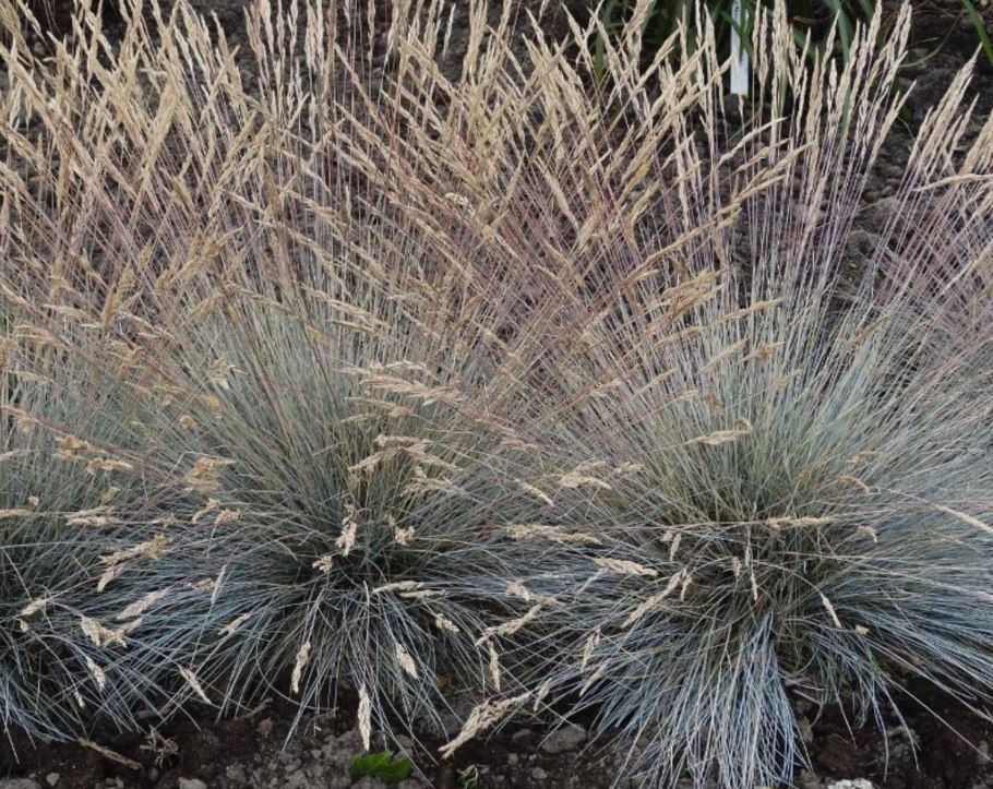 Овсяница аметистовая (фестука)