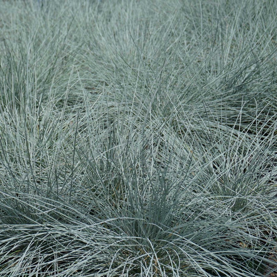 Овсяница сизая (festuca glauca 'varna')