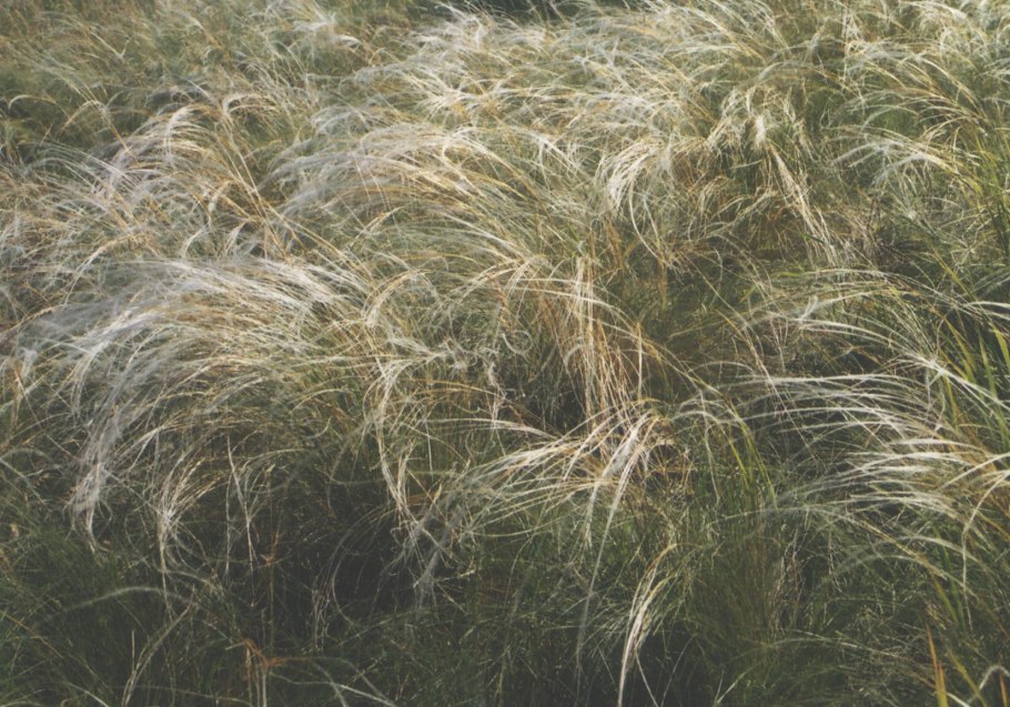 Ковыль перистый stipa pennata