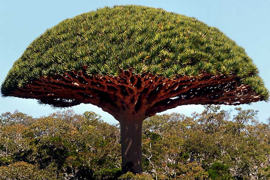 Dracaena cinnabari