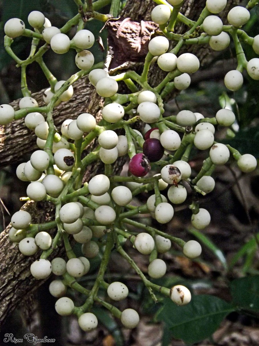 Cocculus (Анамирта Коккулюс) Анамирта коккулюсовидная