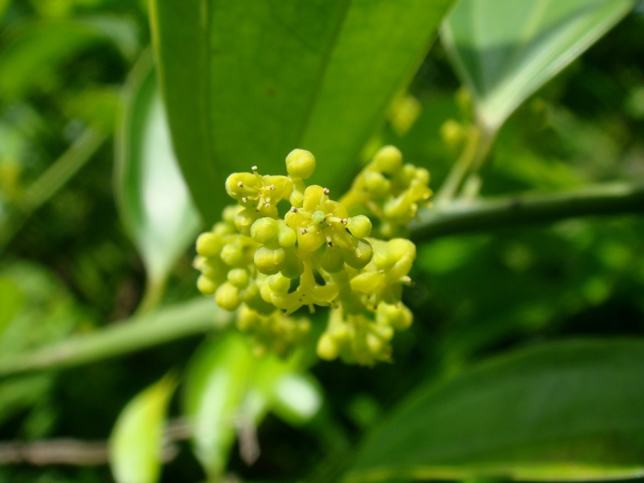 Каламондин зацвел